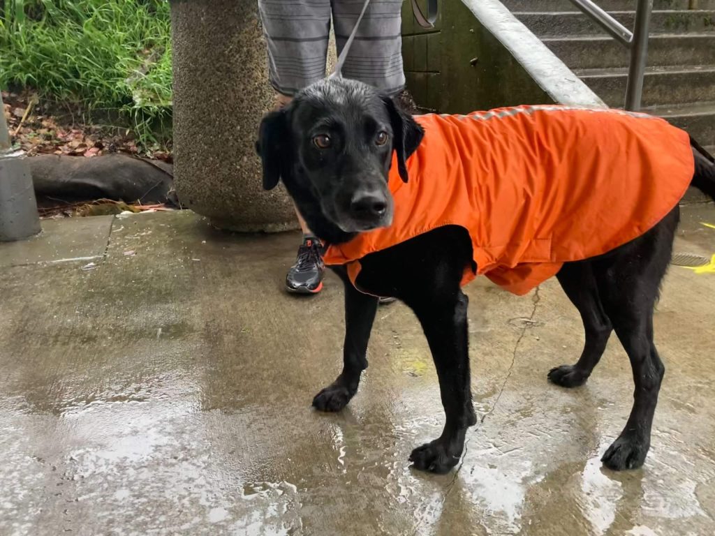 A black dog wearing an orange raincoat.