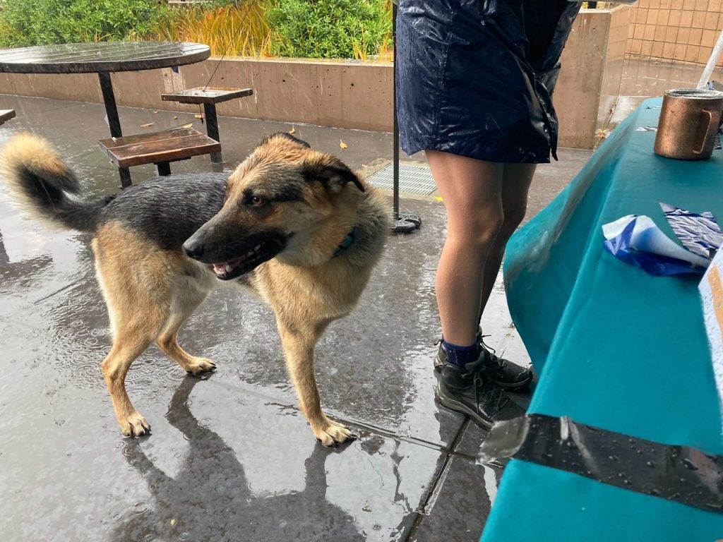 A three-legged dog standing next to its owner.